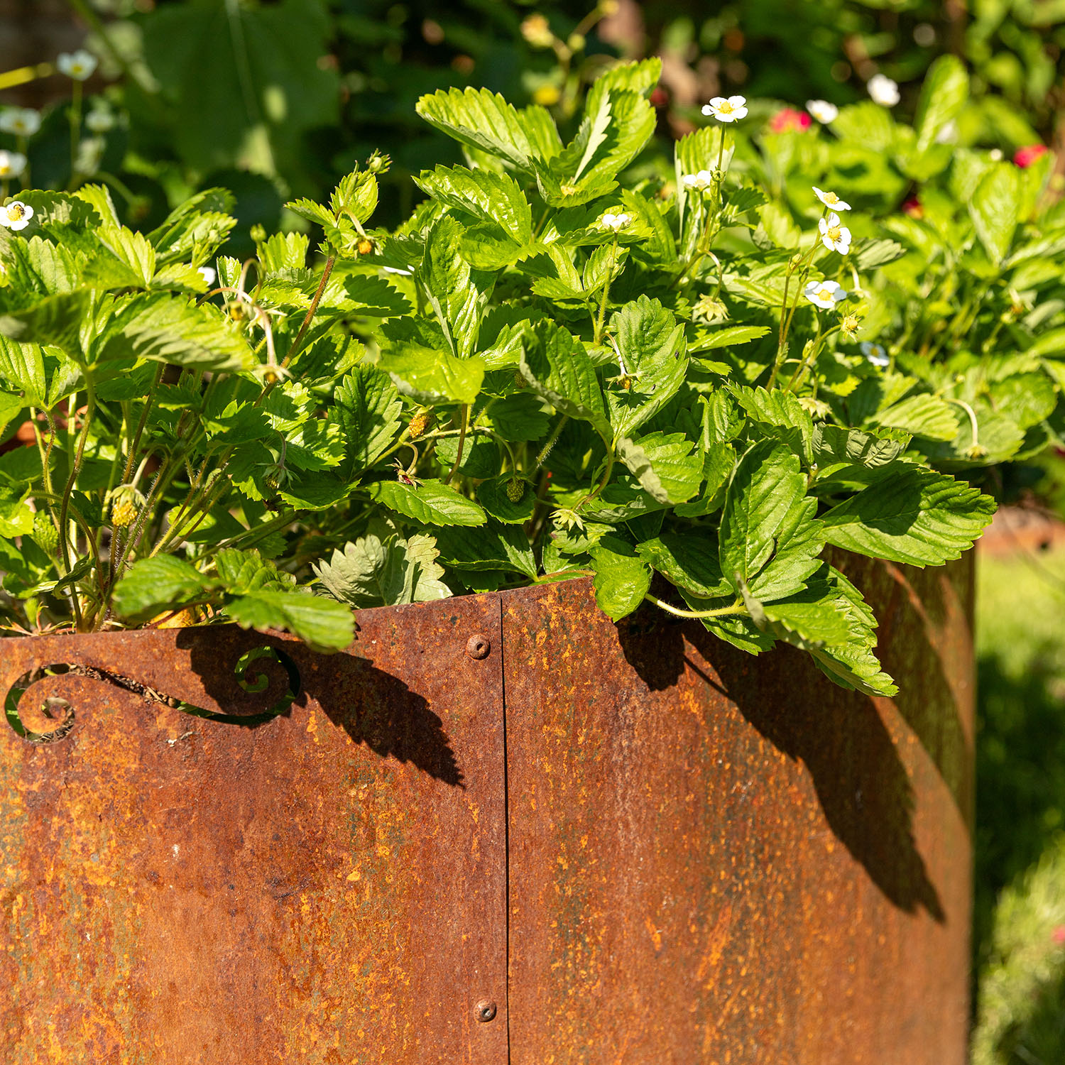 Corten raised bed